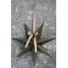 Papirstjerne uten ledning 60cm olivenfarget
