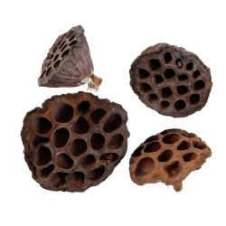 Lotus pris pr stk 3-5cm i diameter