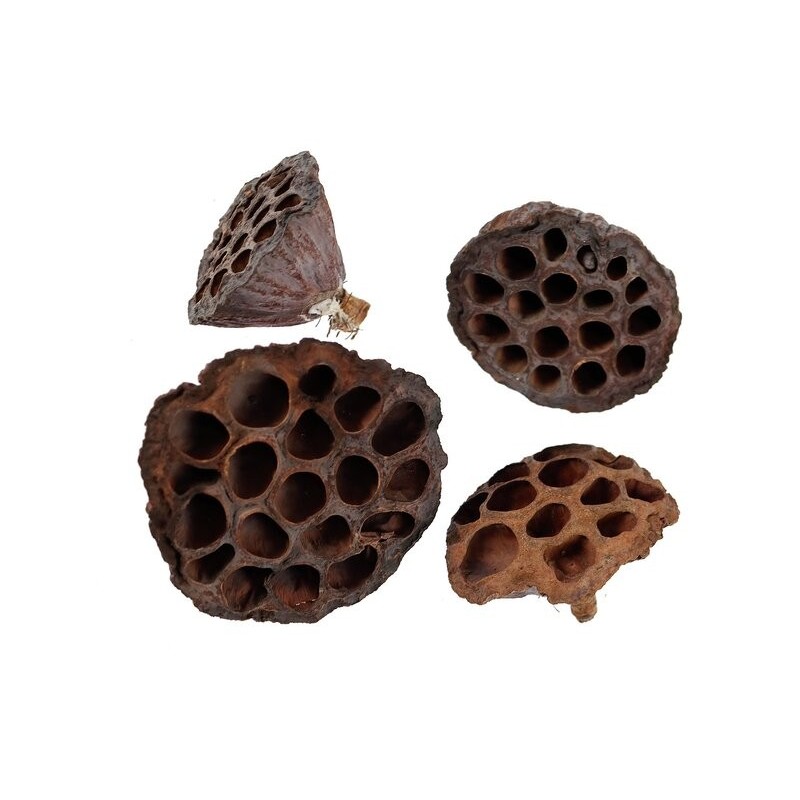 Lotus pris pr stk 3-5cm i diameter