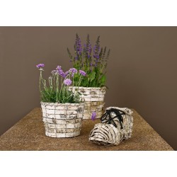 Barkskål oval 25x12x9cm