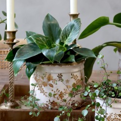 Jubileumspotte 14x14,5cm antikkmessing