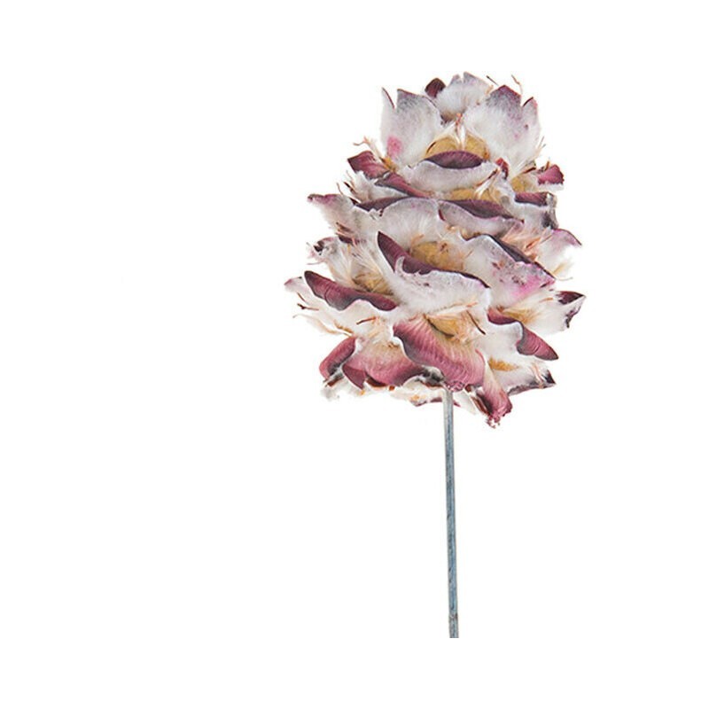 Pubescen på pinne, natur stk