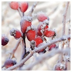 Kunstig nype på pinne 50 cm pinne